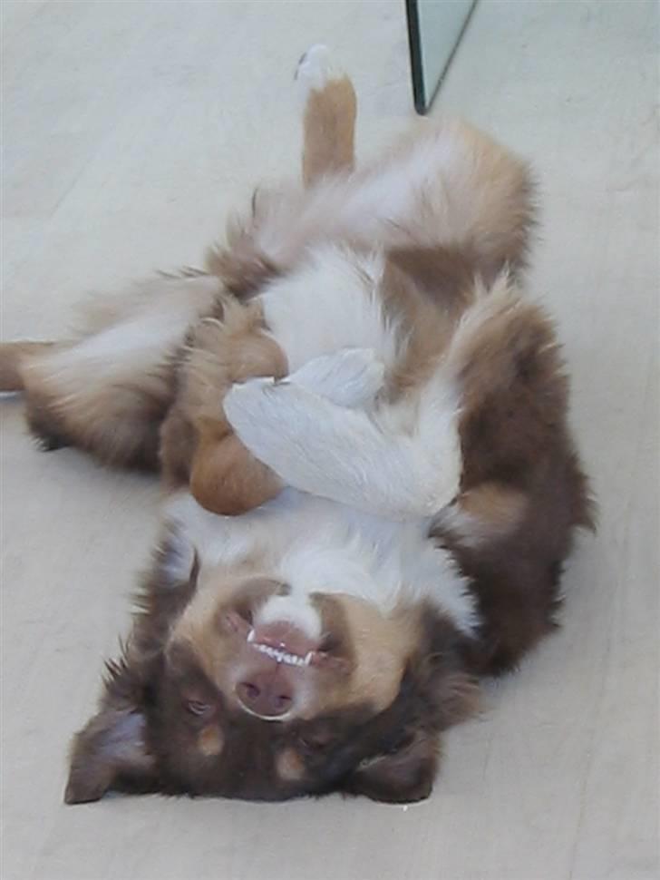 Australian shepherd Lucca - Yndlingssovepositionen.. billede 4