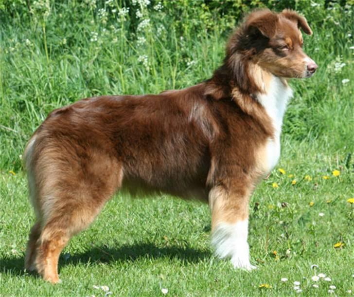Australian shepherd Lucca - Lucca 20 mdr gammel.. billede 5