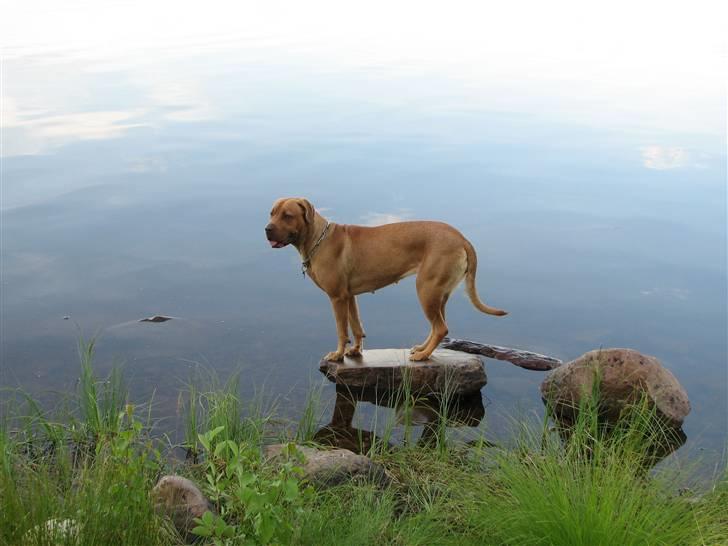 Blanding af racer Nova billede 17