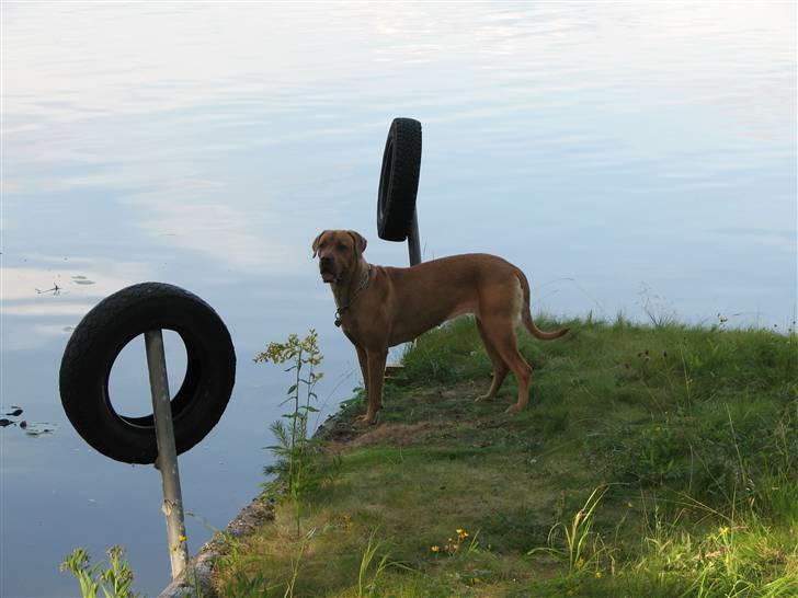 Blanding af racer Nova billede 18