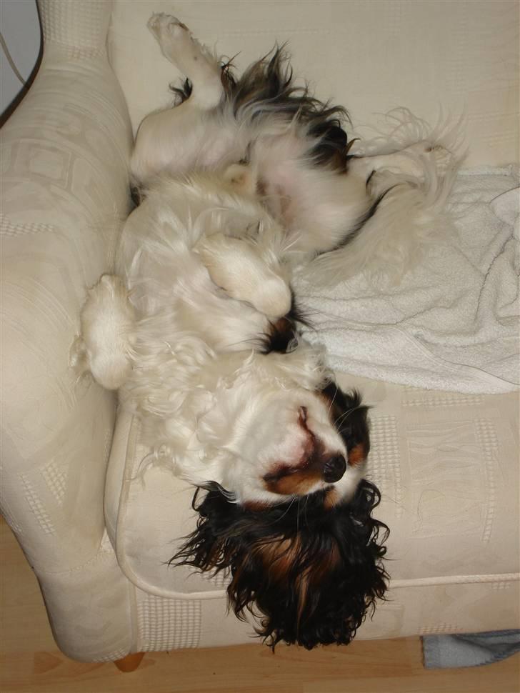 Cavalier king charles spaniel Lundholms Arnold - Man sover bare så godt på ryggen billede 7