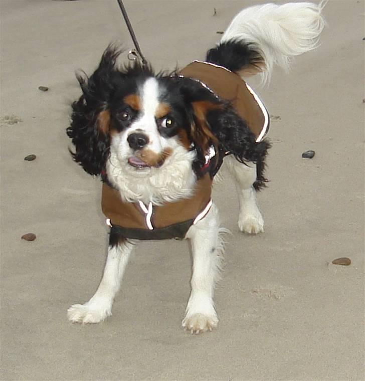 Cavalier king charles spaniel Lundholms Arnold - Der kan godt være lidt koldt ved Grenen, derfor har jeg min fine "jakke" på billede 8