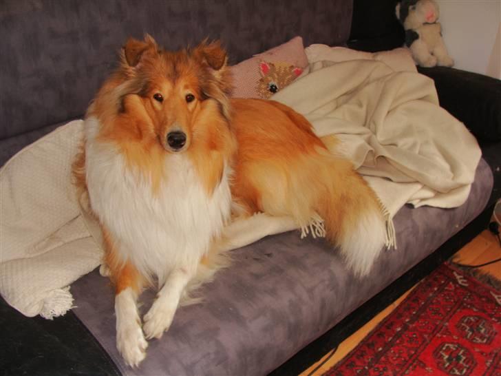 Collie langhåret Nitopets Knowing Krista - Altså mor du kan da ikke forlange at jeg skal flytte mig jeg var her altså først billede 18