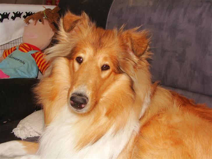 Collie langhåret Nitopets Knowing Krista - Nej mor ikke flere billeder, men et tyggeben kunne nok godt friste billede 19