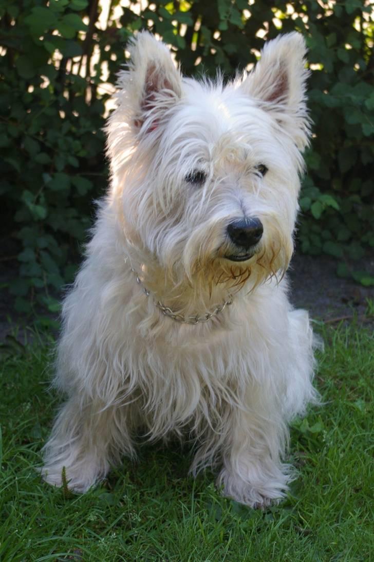 West highland white terrier Oliver - Vores skønne westie Oliver  billede 1