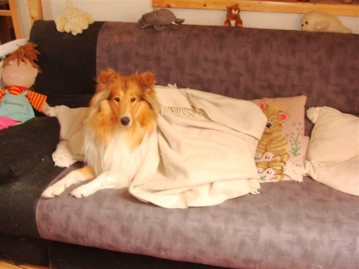 Collie langhåret Nitopets Knowing Krista - Ja du siger jo at når tæppet er der må jeg gerne komme op i sofaen, det gør vel ikke noget at jeg putter under tæppet billede 20