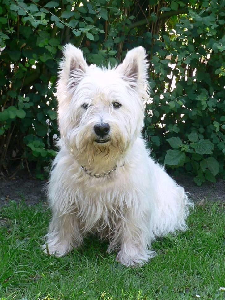 West highland white terrier Oliver billede 2