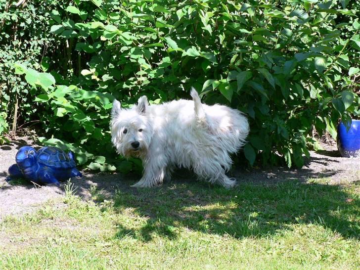 West highland white terrier Oliver billede 3
