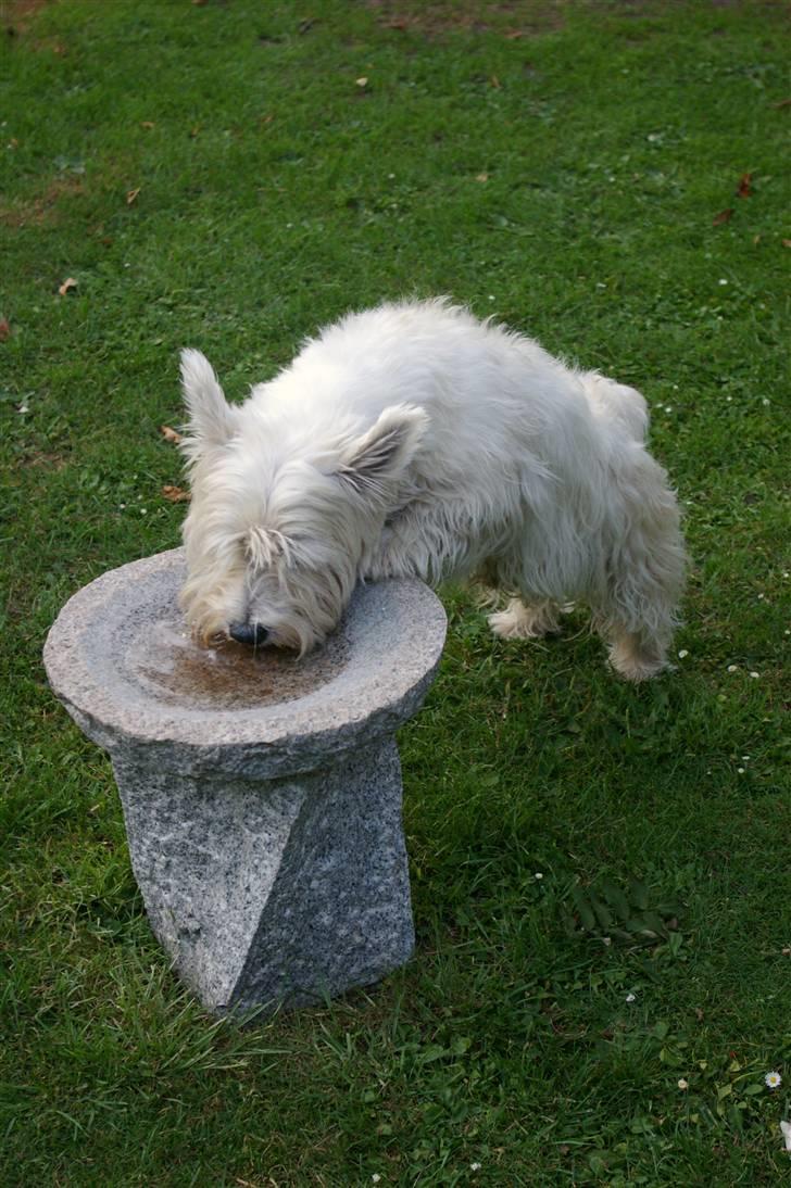 West highland white terrier Oliver - Oliver er meget glad for fuglebadet ude i haven. Han elsker at drikke vandet deri. Vi kalder det for "Hundebaren" billede 4