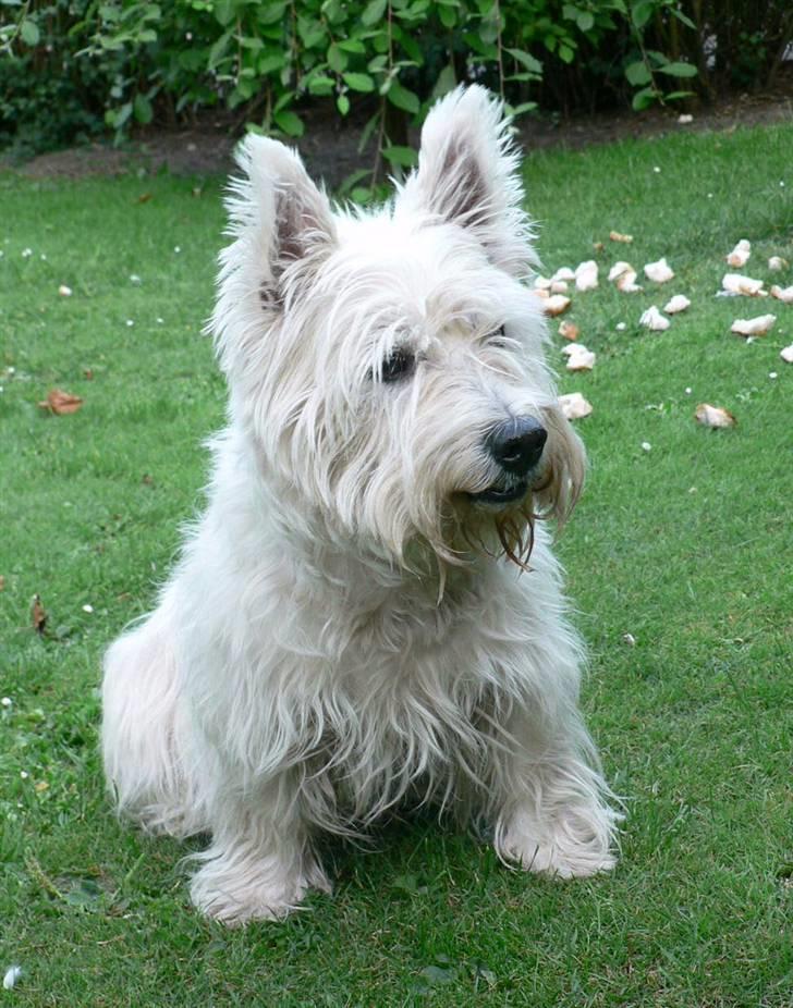 West highland white terrier Oliver billede 5