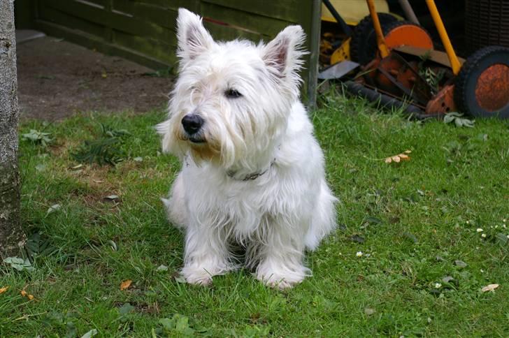West highland white terrier Oliver billede 6