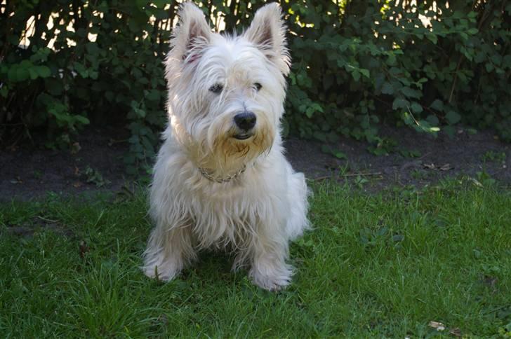 West highland white terrier Oliver billede 7