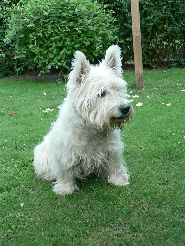 West highland white terrier Oliver billede 8