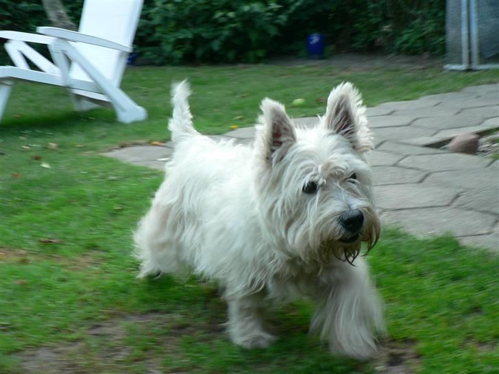 West highland white terrier Oliver - Oliver i fuld fart billede 9