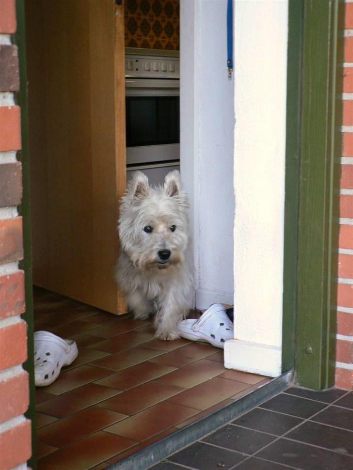 West highland white terrier Oliver billede 10