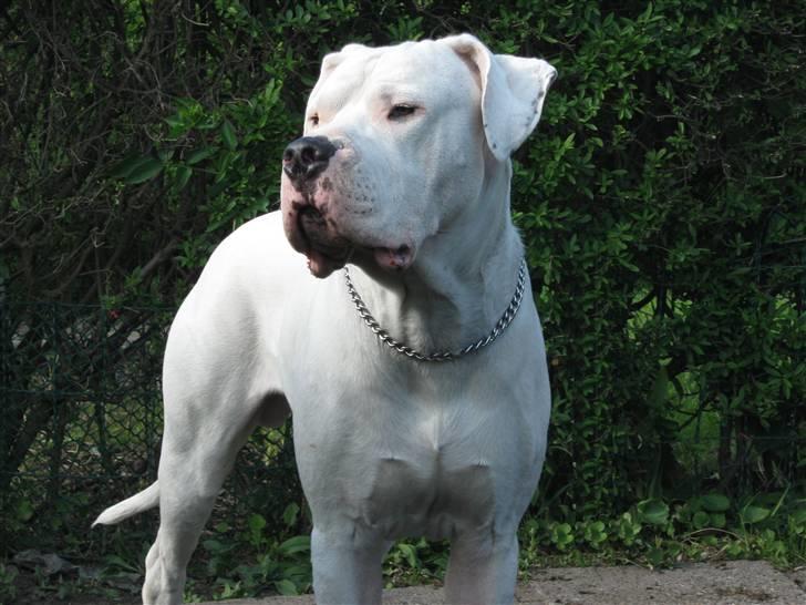 Dogo argentino Pablo Escobar(dogo dreng) - velkommen til Pablo Escobars profil :) billede 1