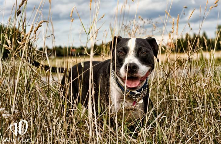 Blanding af racer Amstaff/bullterrier Freja - Velkommen til min profil, jeg hedder Freja (fotograf Thomas Wiuf Schwartz) billede 1