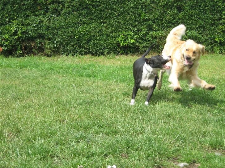 Blanding af racer Amstaff/bullterrier Freja - Freja og Sofus :) billede 2