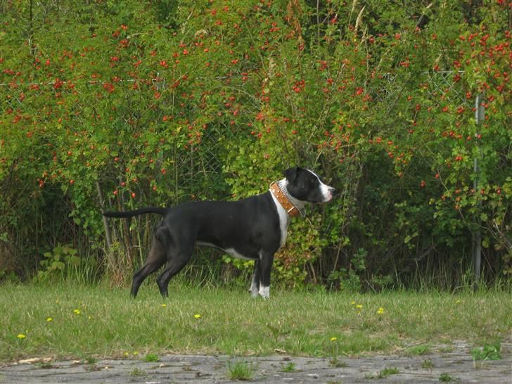 Blanding af racer Amstaff/bullterrier Freja - hvad var det??? billede 3