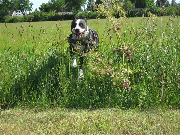 Blanding af racer Amstaff/bullterrier Freja - Heltehunden Freja til undsætning hvor det behøves ;) (kan også tage kappe på hvis dette ønskes *lol*) billede 4