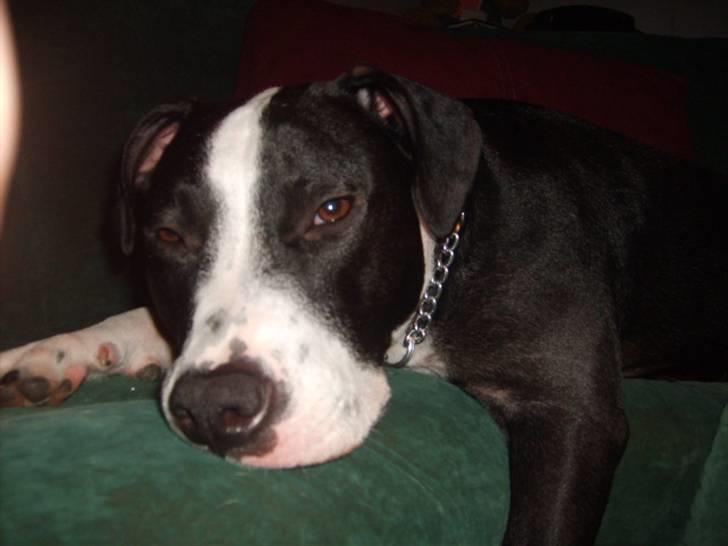 Blanding af racer Amstaff/bullterrier Freja - hej mor :) billede 5