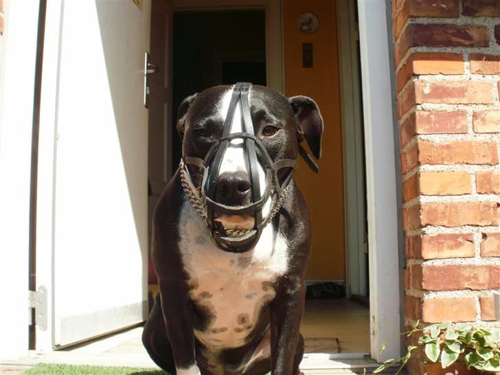 Blanding af racer Amstaff/bullterrier Freja billede 6