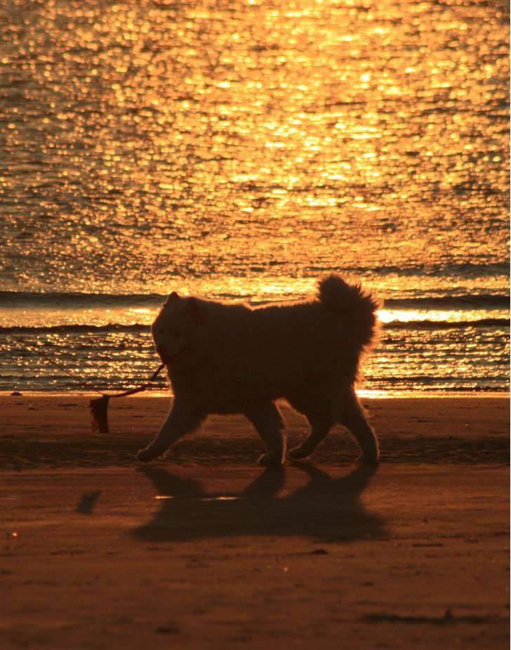 Samojedhund Bamse - Findes der noget smukkere?  billede 12