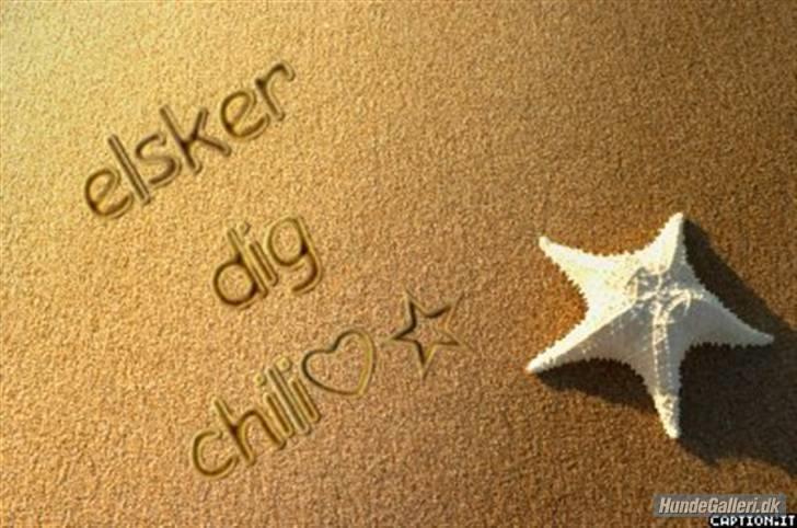 Labrador retriever Chili *formel 1* - Det passer 100 %  billede 10