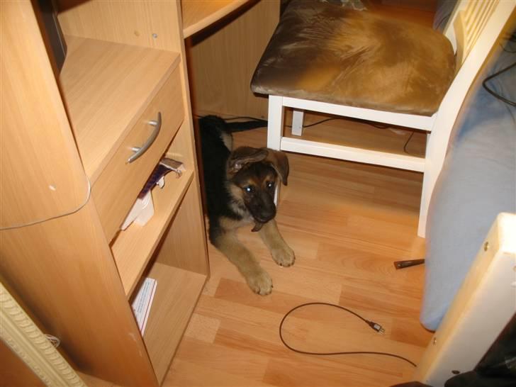 Schæferhund kento fået ny ejer  billede 1