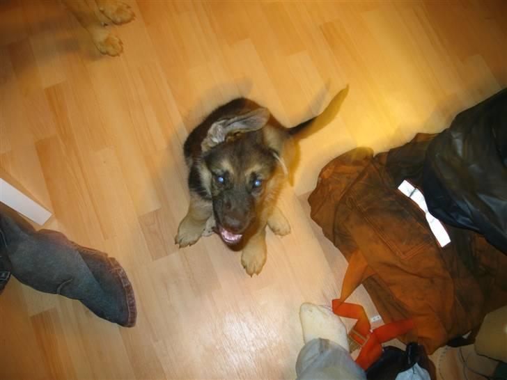 Schæferhund kento fået ny ejer  billede 2