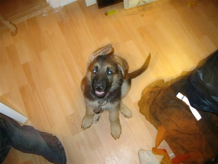 Schæferhund kento fået ny ejer  billede 3