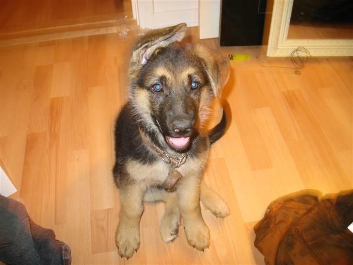 Schæferhund kento fået ny ejer  billede 4