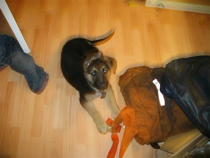 Schæferhund kento fået ny ejer  billede 5