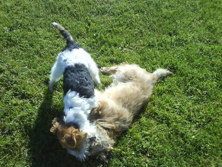 Ruhåret foxterrier Fifi - Louis og Fifi leger  billede 4