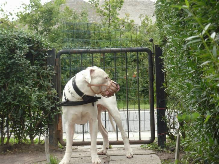Dogo argentino Pablo Escobar(dogo dreng) billede 4