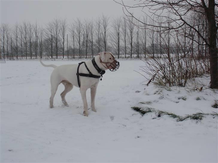 Dogo argentino Pablo Escobar(dogo dreng) - Pablo i sneen 2010 billede 5