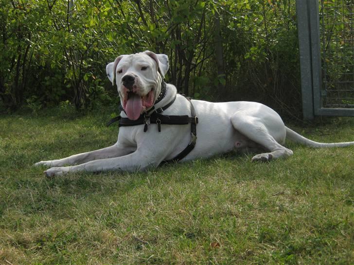 Dogo argentino Pablo Escobar(dogo dreng) - Mor... der er altså noget lige bag dig.... billede 6