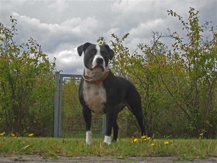 Blanding af racer Amstaff/bullterrier Freja - eeeeeelsker sne :D billede 7