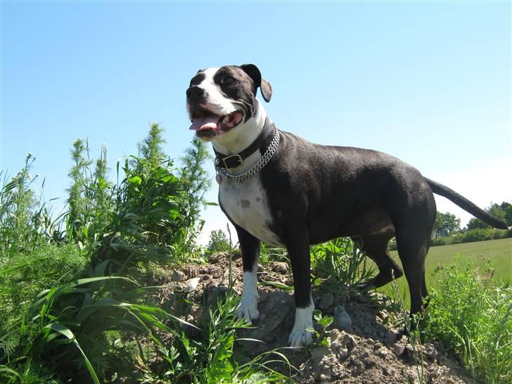 Blanding af racer Amstaff/bullterrier Freja - Smukke Freja billede 8