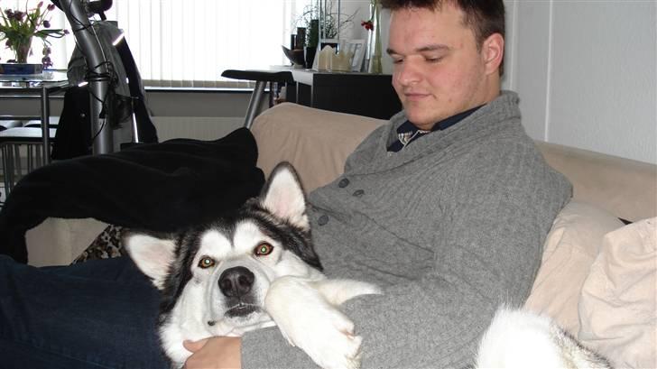 Alaskan malamute Mojo   - Få det kamera væk  -vi hygger... billede 18