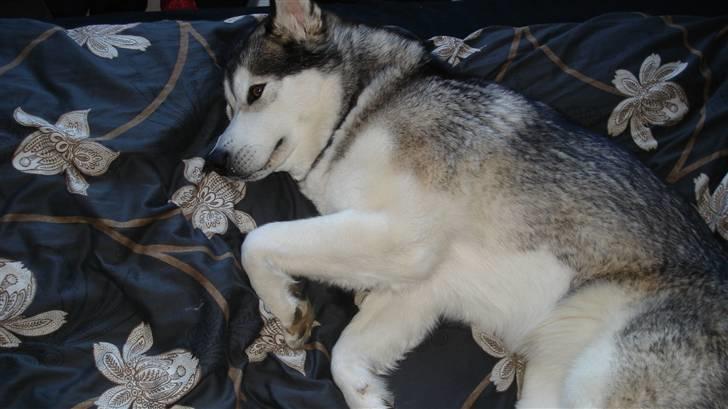 Alaskan malamute Mojo   - Uhm... sneg mig lige ind i sengen for at få en lur.. billede 19