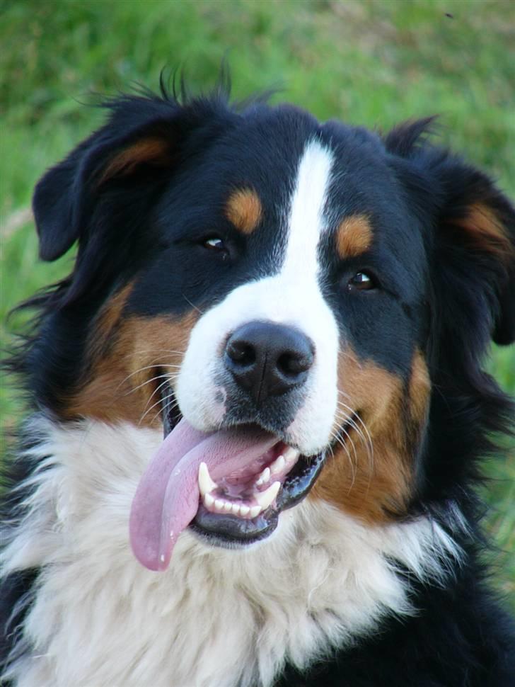 Berner sennenhund Balter (Har fået et nyt hjem) - Balter d.25 juli 2008. Taget på hans 1 års fødselsdag. billede 9