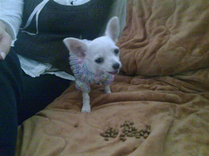 Chihuahua Dolly - Gnasker mad som altid. billede 7