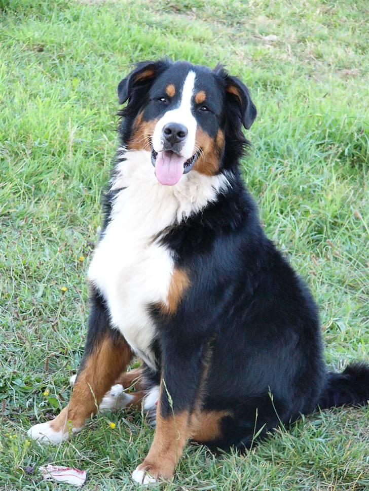 Berner sennenhund Balter (Har fået et nyt hjem) - Balter 1 år gammel.. billede 10