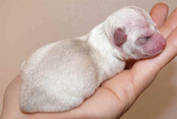 Chihuahua Dolly - Dolly 1 time gammel. billede 8