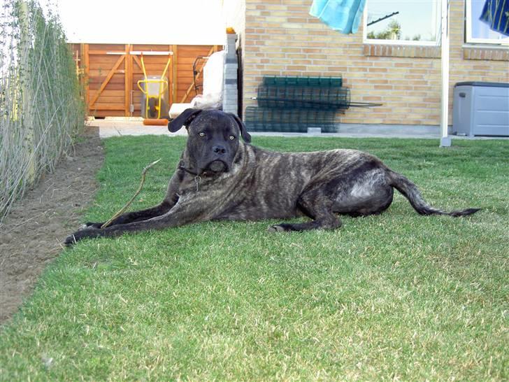 Cane corso Beebob *HIMMELHUND* - Ligger i haven hos mors forældre og nyder livet billede 8
