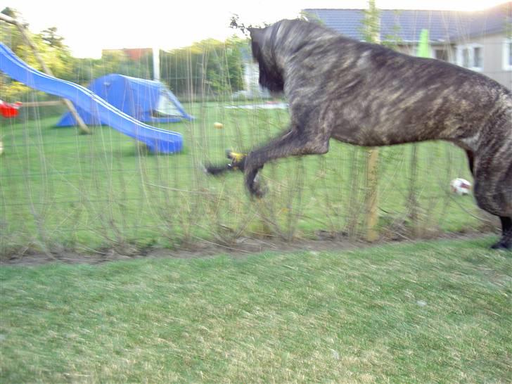 Cane corso Beebob *HIMMELHUND* - Er lige i færd med at slå mit kødben ihjel billede 9