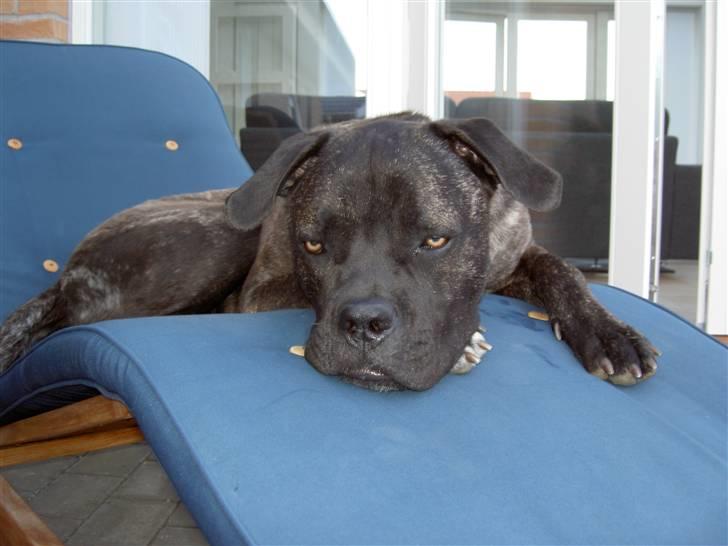 Cane corso Beebob *HIMMELHUND* - Har sneget mig til en lur på solsengen billede 10
