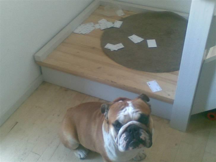 Engelsk bulldog J.J Kaldt Pølle. billede 20