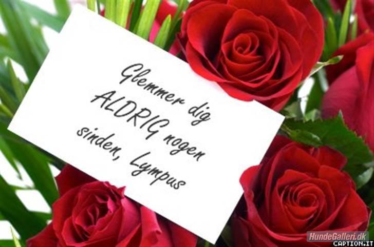 Golden retriever Olympus R.I.P <3 - Jeg savner dig Lympus du var mit et og alt <3 R.I.P  billede 20